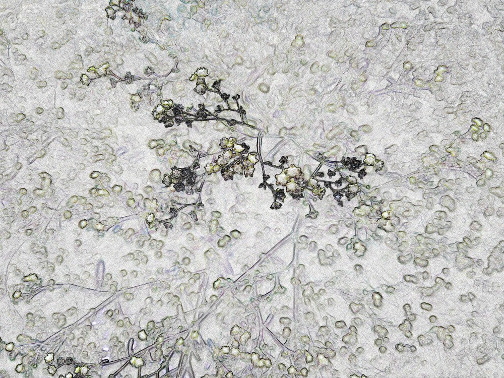 Fleurs Éthérées
