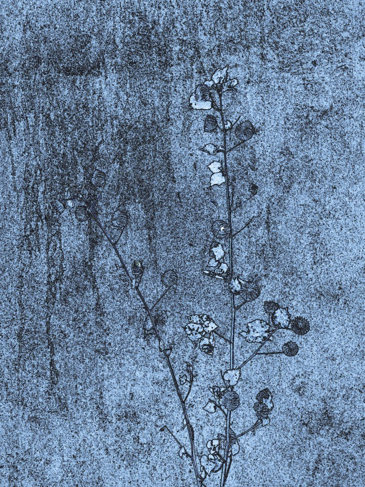 Florale Echos