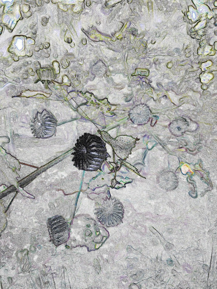 Petals in Frost