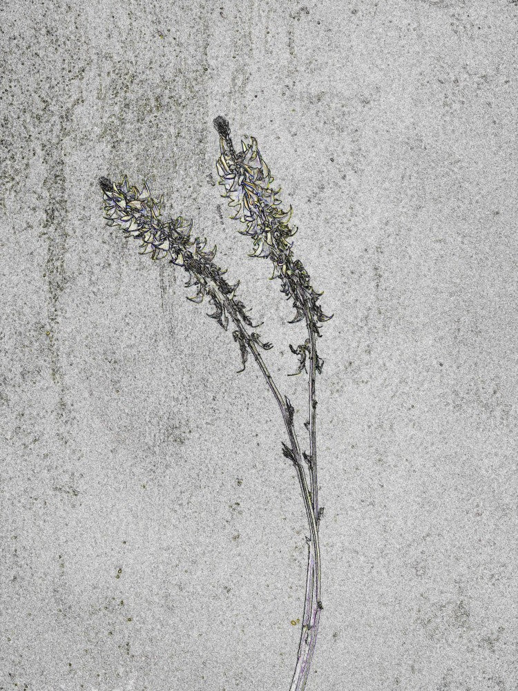 Whispering Stems