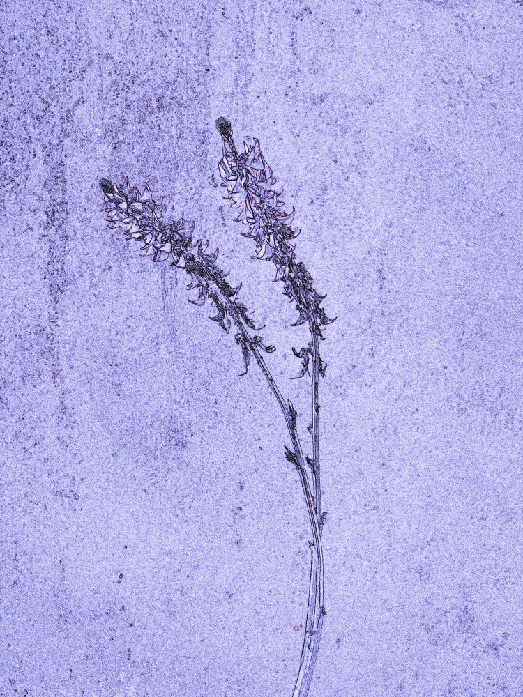 Flüsternder Lavendel