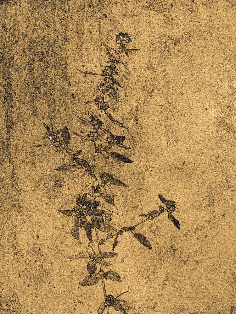 Golden Foliage Line