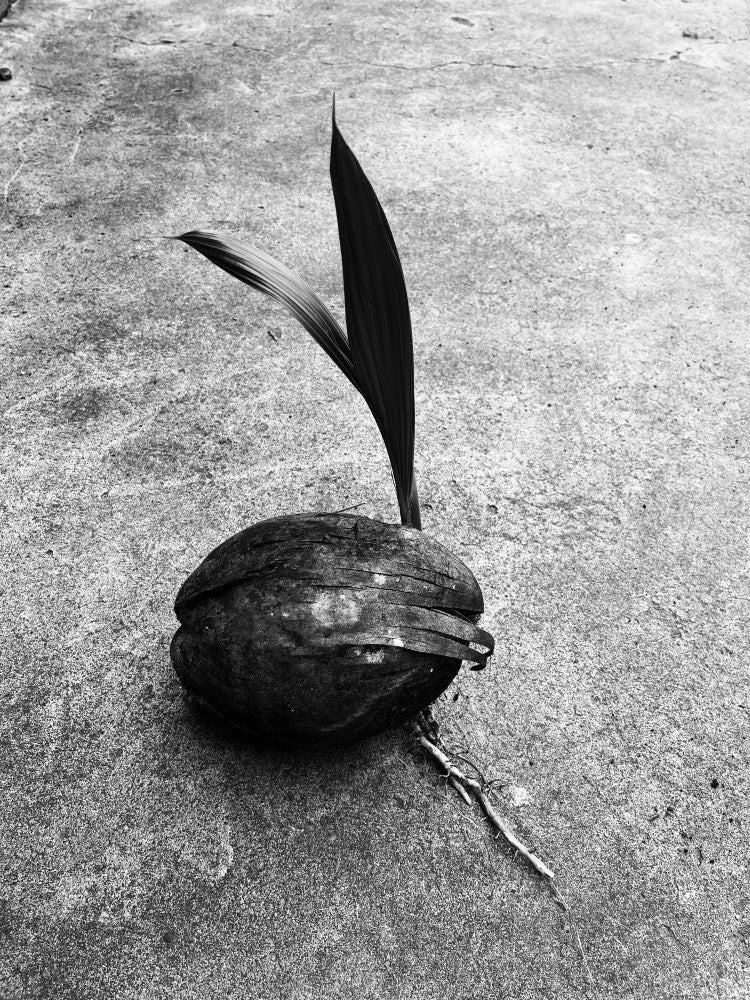 Emerging Life