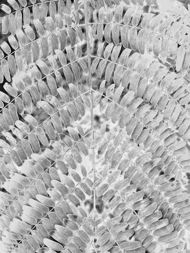 Monochrome Fern Maze