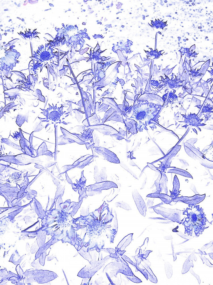 Blauer Blütentraum
