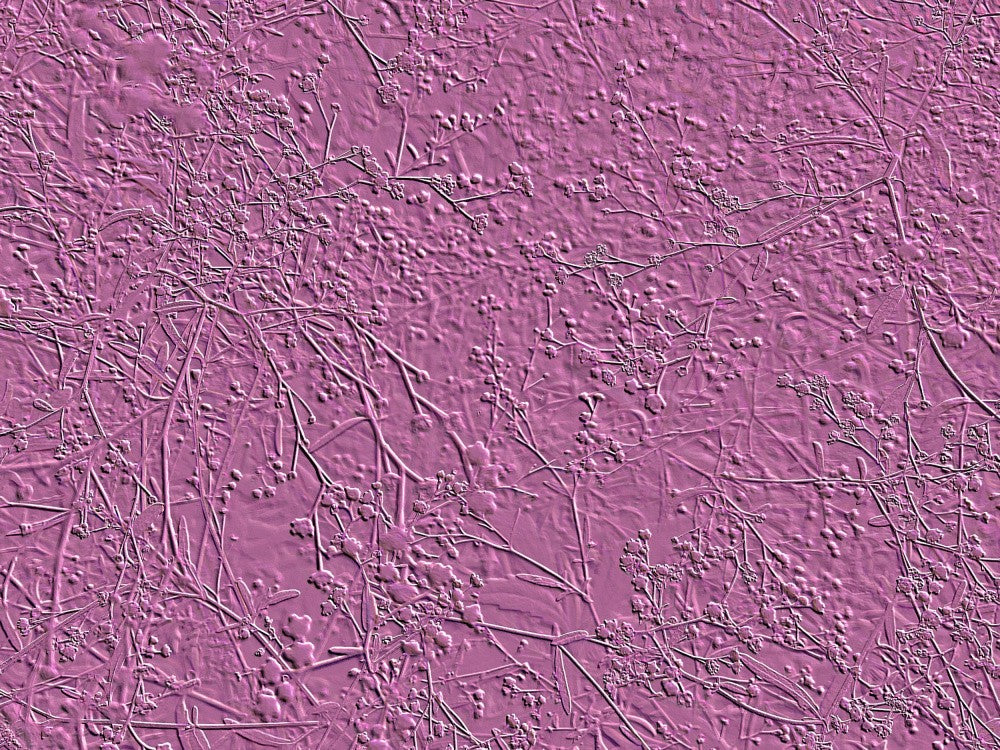 Whispers in Lavender
