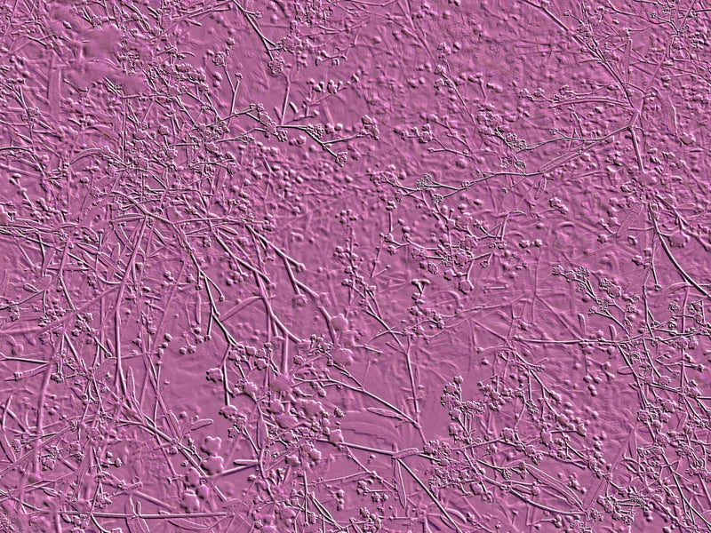 Whispers in Lavender