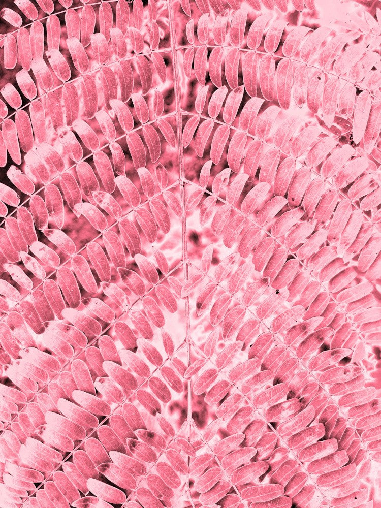Rosy Fern Pattern