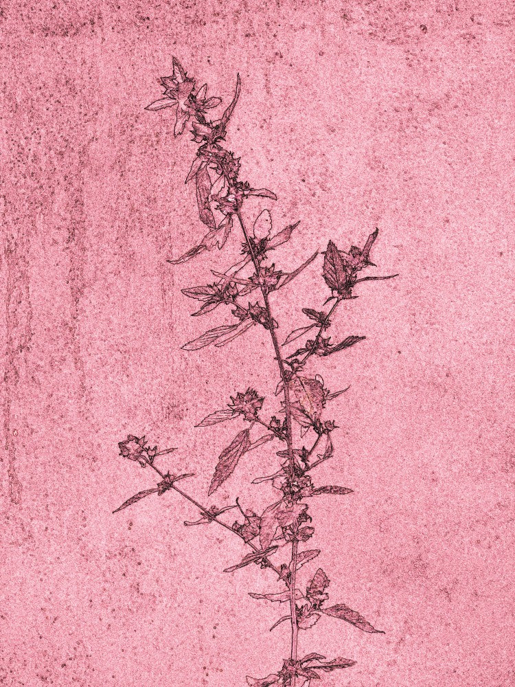 Botanical Whimsy