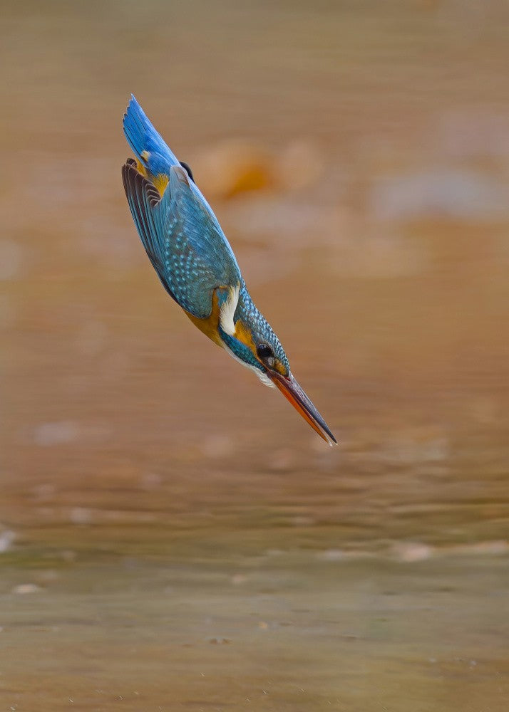 Common Kingfisher