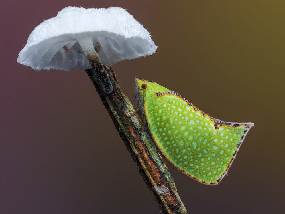 Under the umbrella
