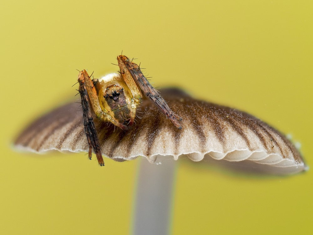 Little friend on mushroom