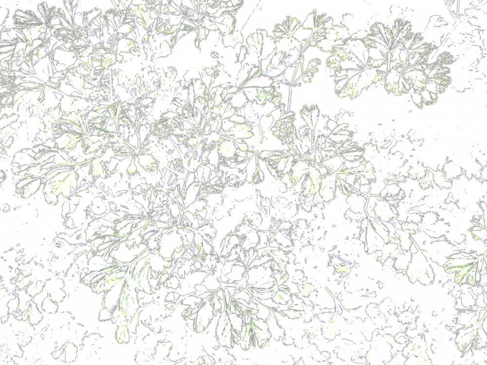 Delicate Leaf Dance