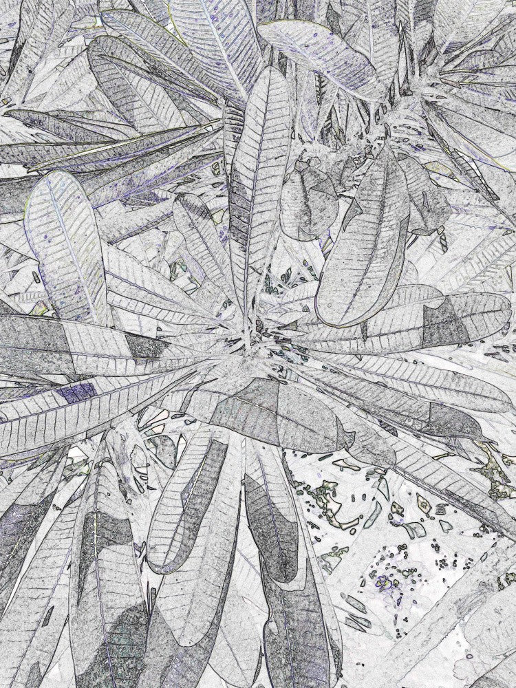 Leafy Whirlwind
