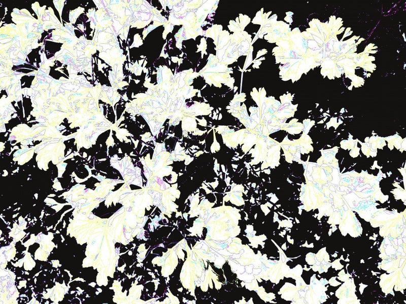 Shadows of Leaves