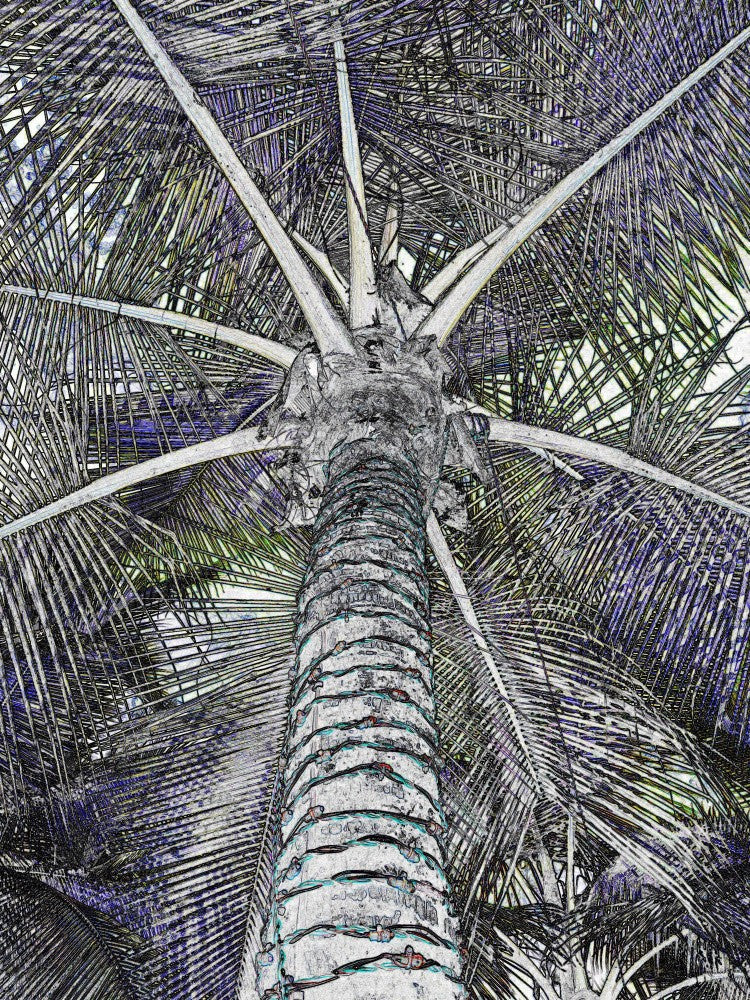 Palm Canopy View