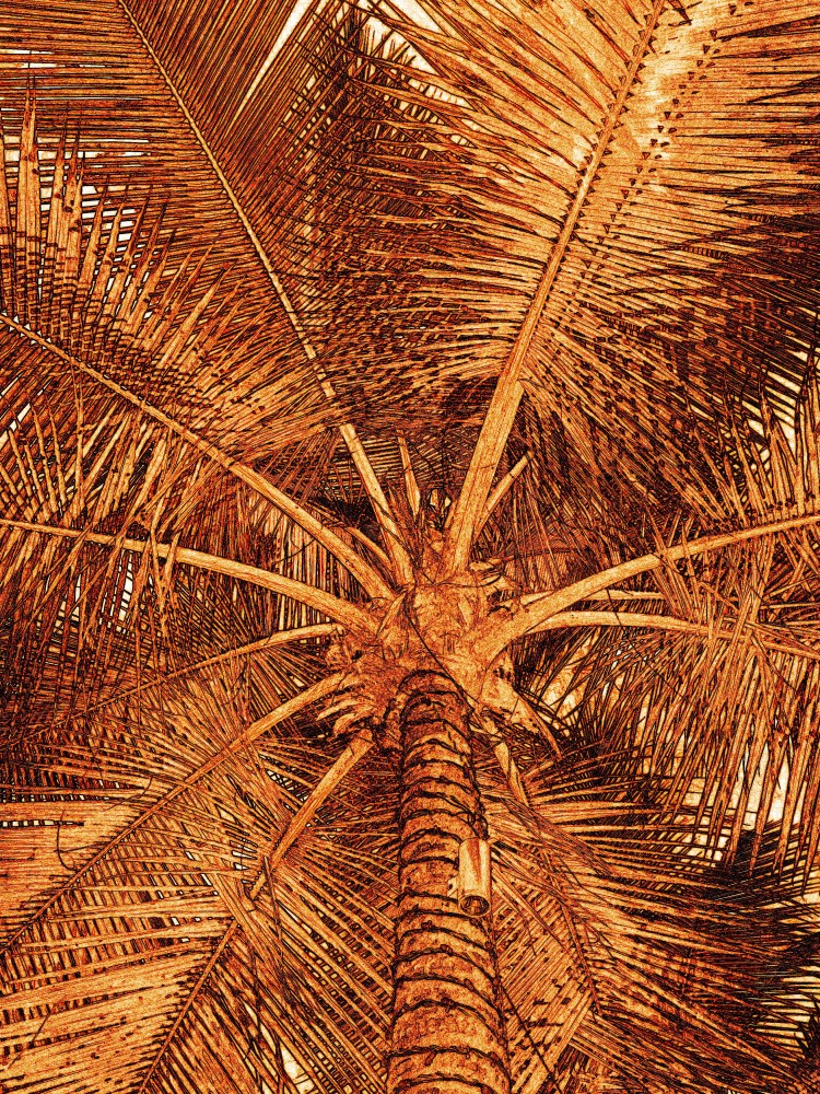 Palm Canopy View
