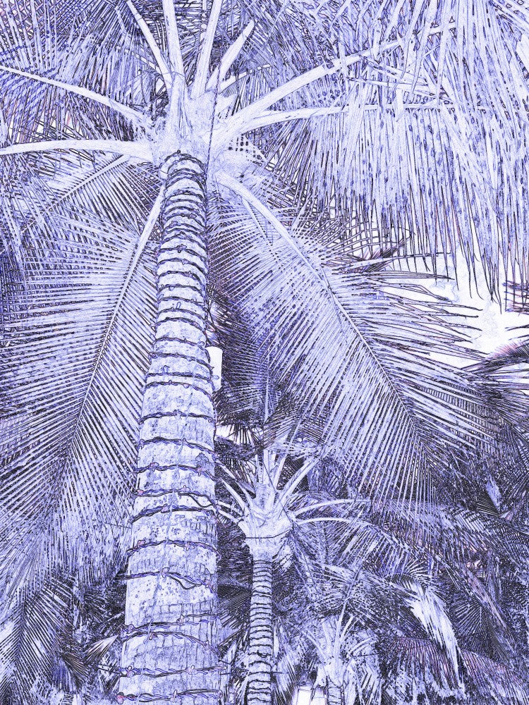 Tropical Dreams