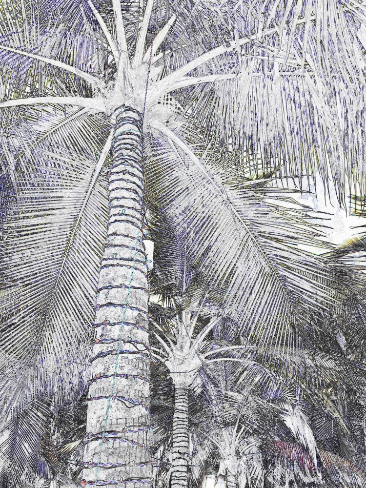 Palm Dreamscape