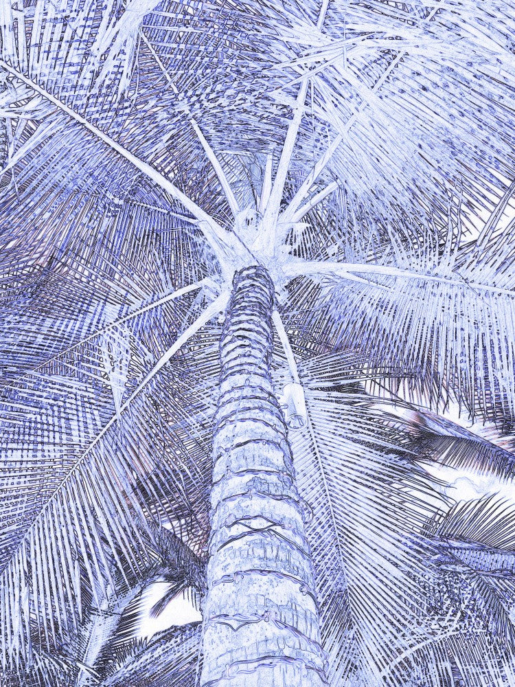 Blaues Palmenkronendach