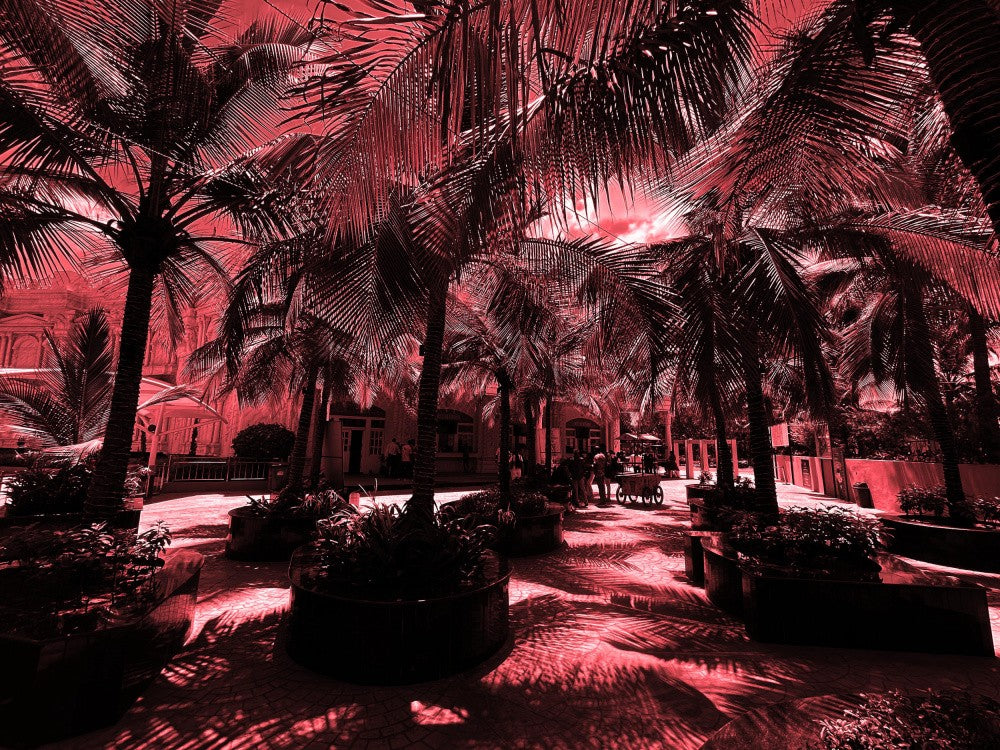 Crimson Palm Shadows