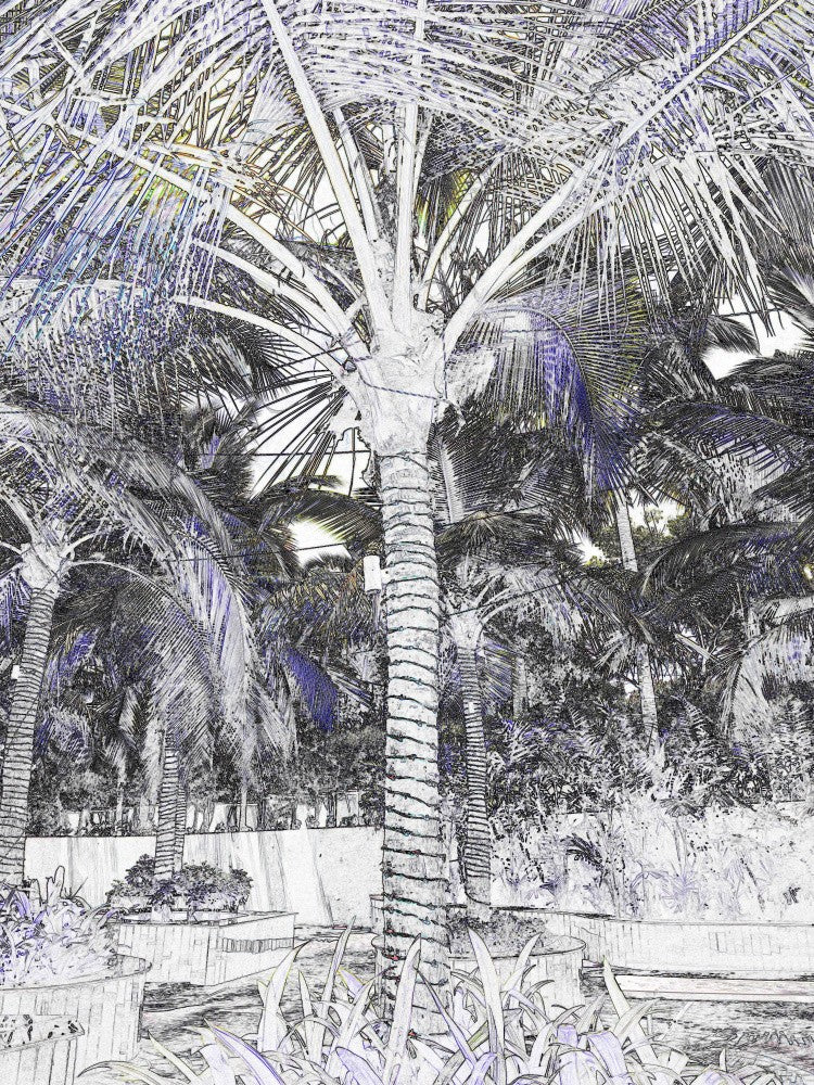 Palm Shadows