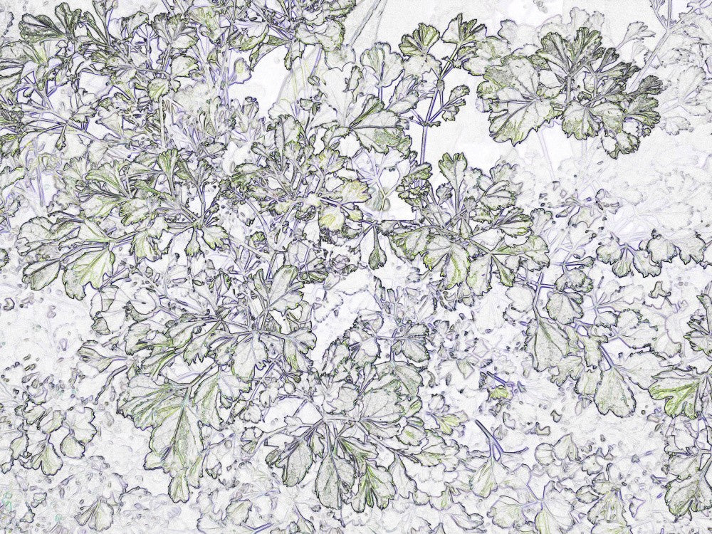Leafy Whispers