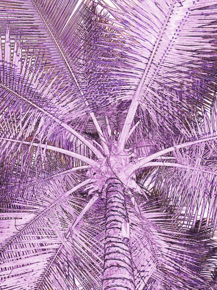 Purple Palm Perspective
