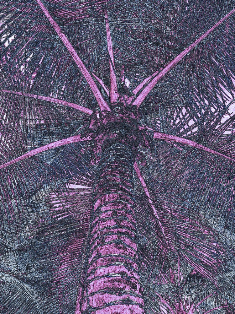Palm Noir Dreams