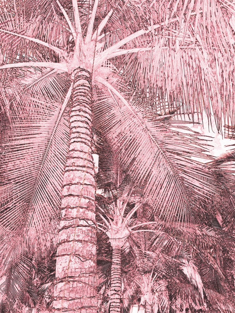Blush Palms