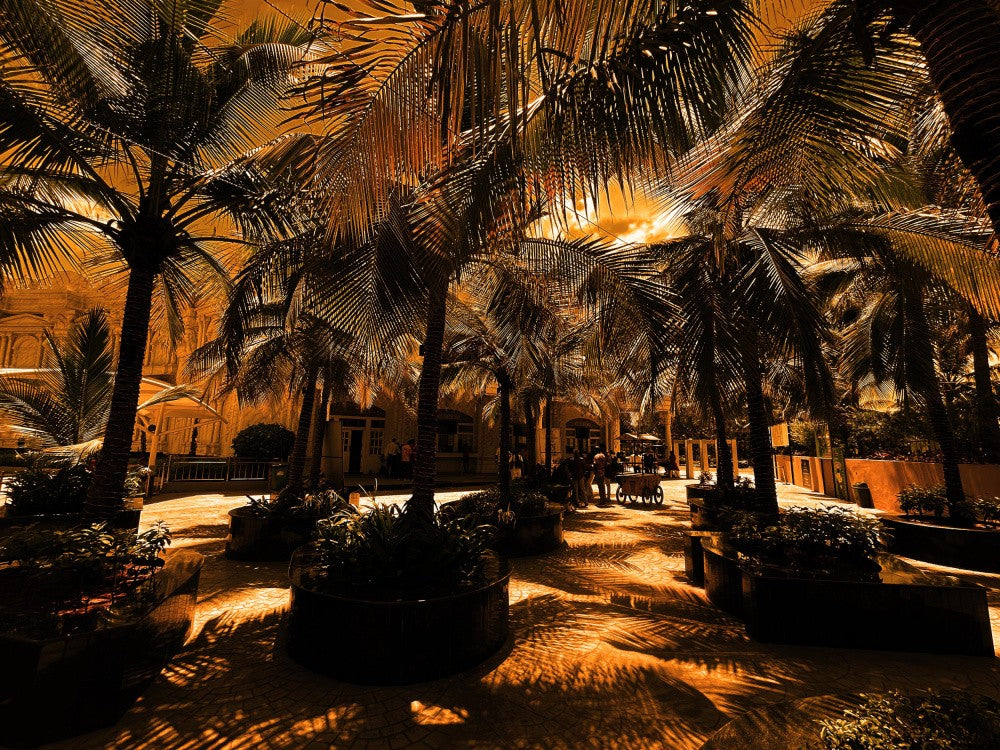 Golden Palms Glow