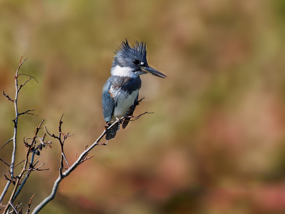 The Kingfisher’s Gaze