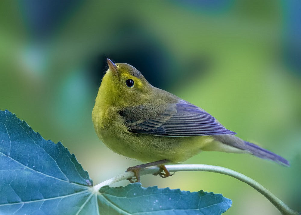 Migrant's Pause