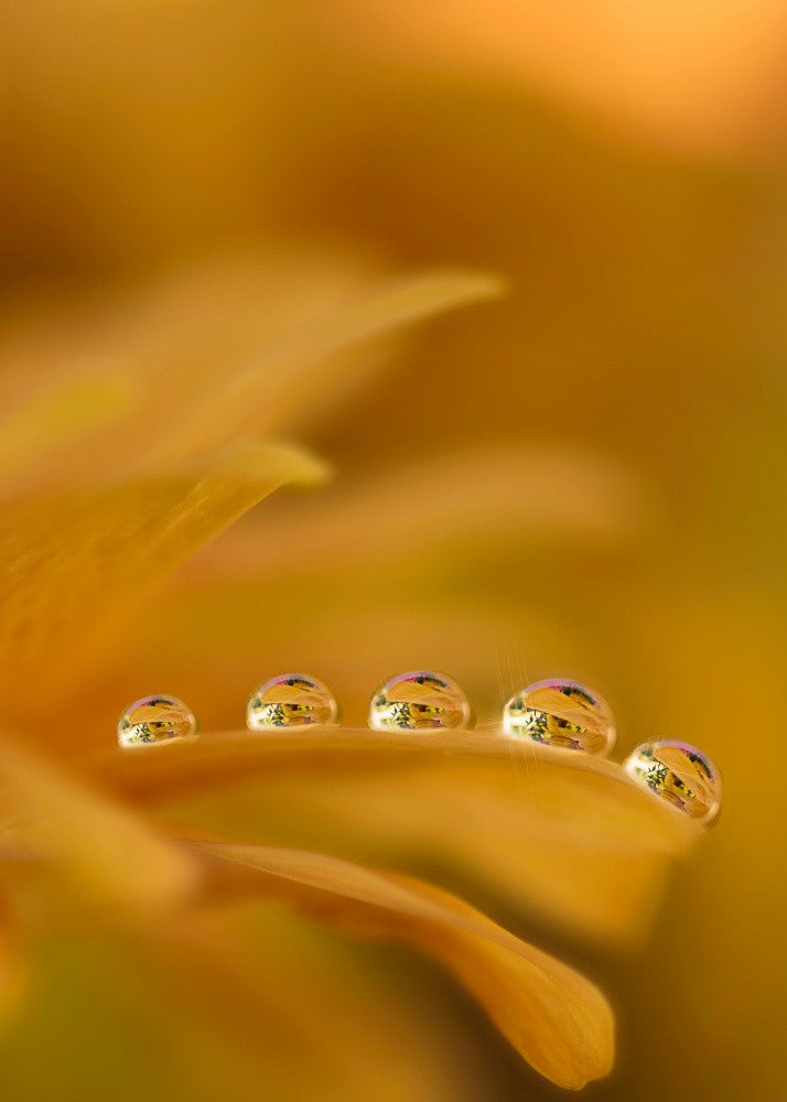 Golden Reflections