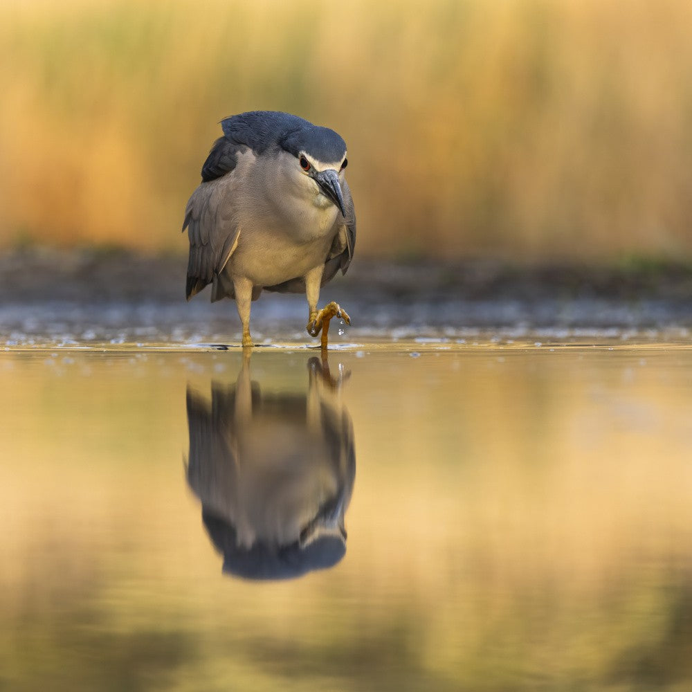 Slow walk, night heron