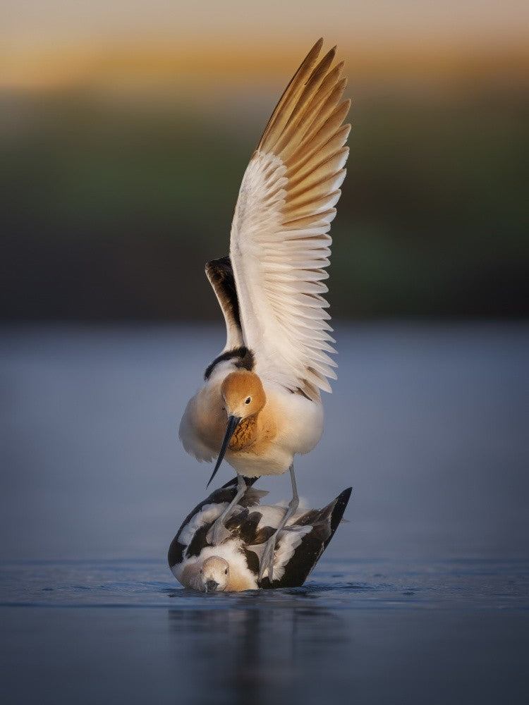 Love at dawn