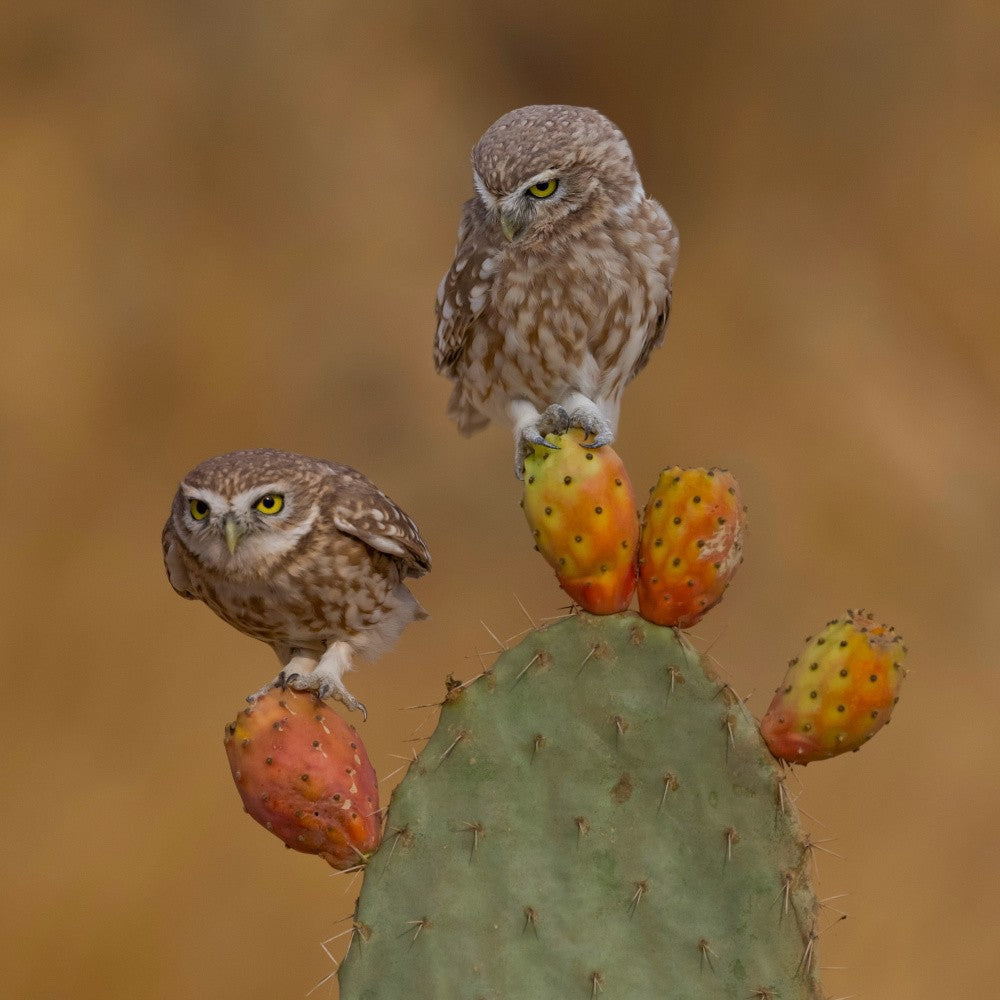 Little owls