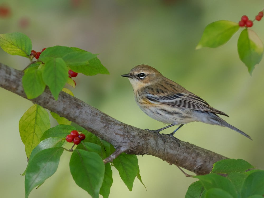 Yellow rumped warbler