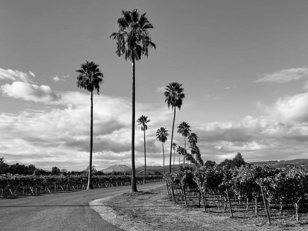 Palm Row