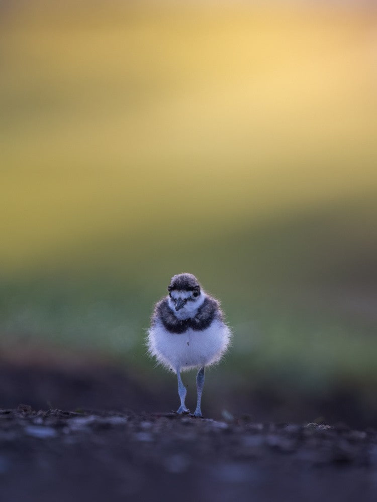 Alone