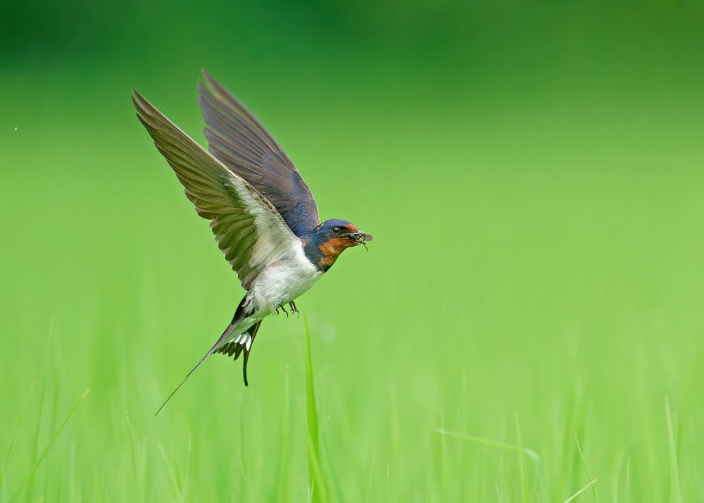 Barn Swallow
