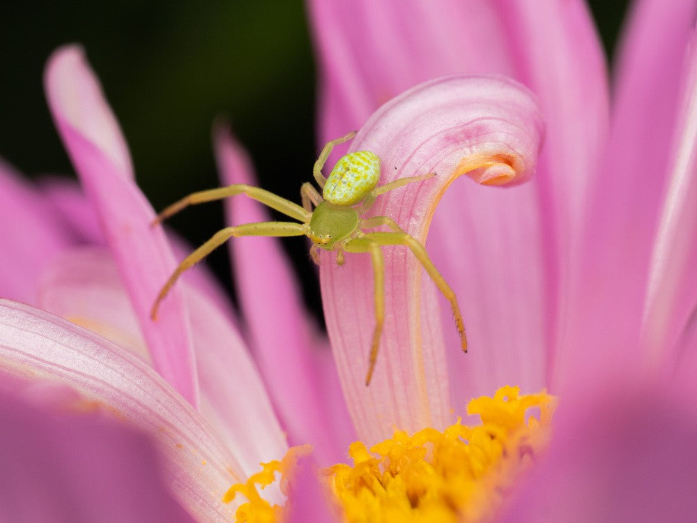 Ebrechtella tricuspidata