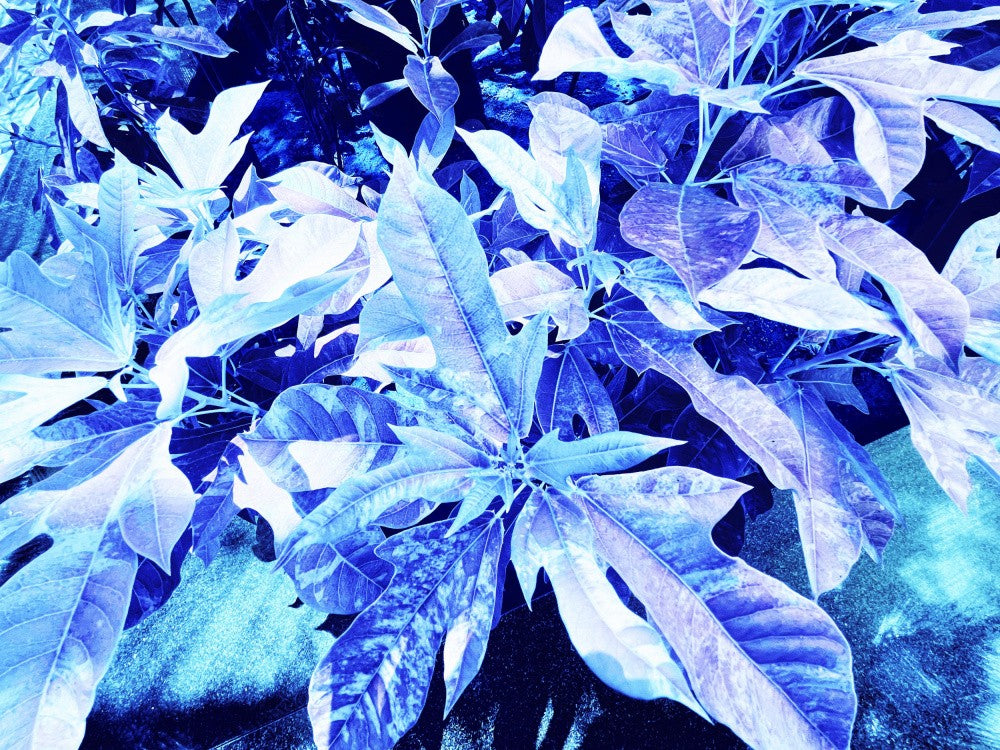 Electric Foliage
