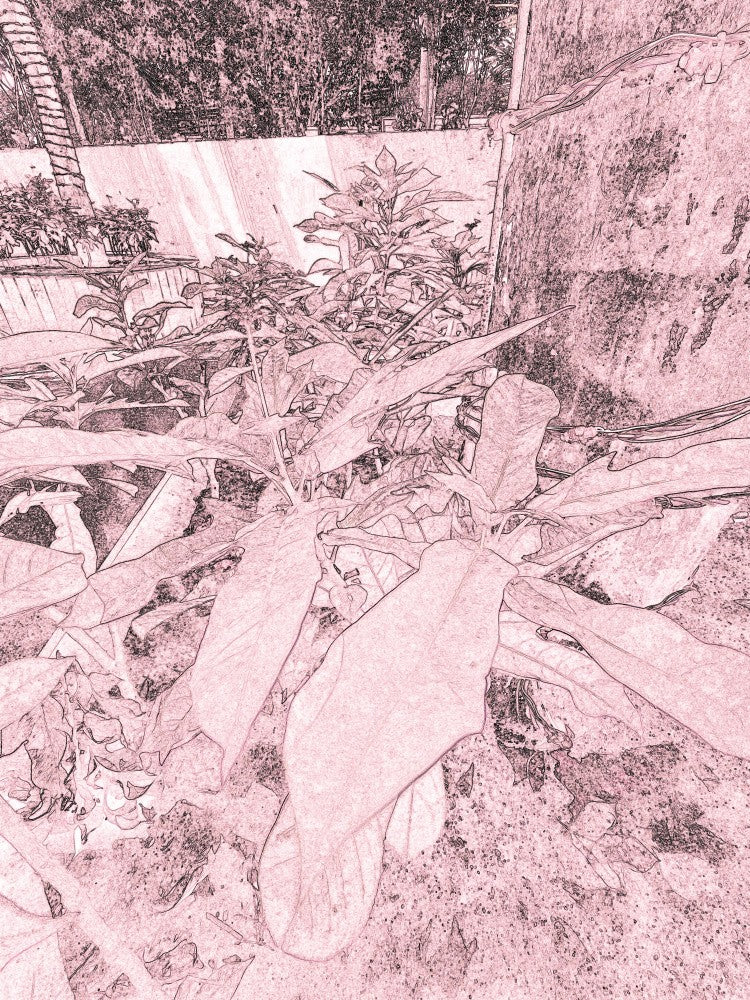 Verdant Whispers