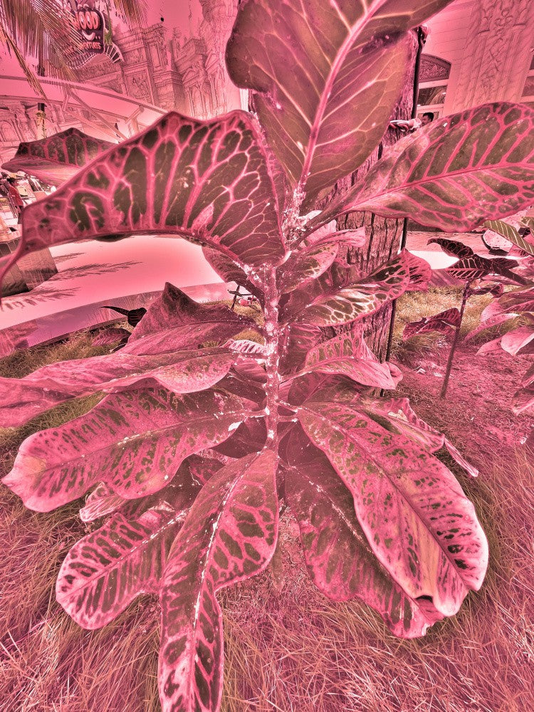 Vibrant Foliage Dream