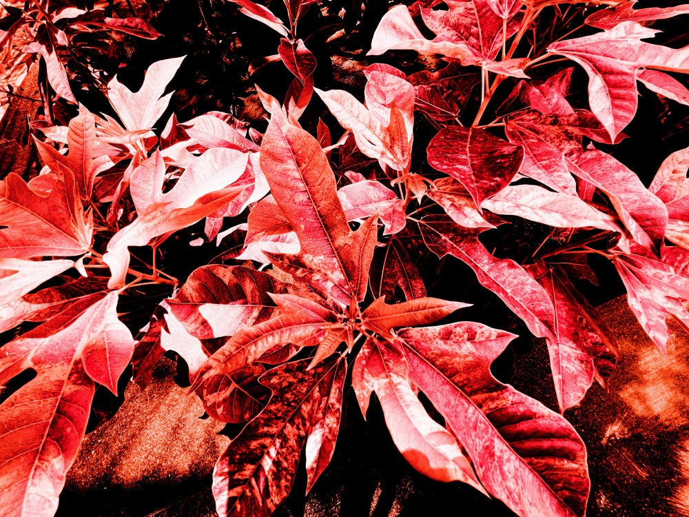 Crimson Foliage Burst