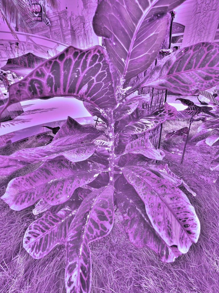 Vivid Leaf Dreamscape