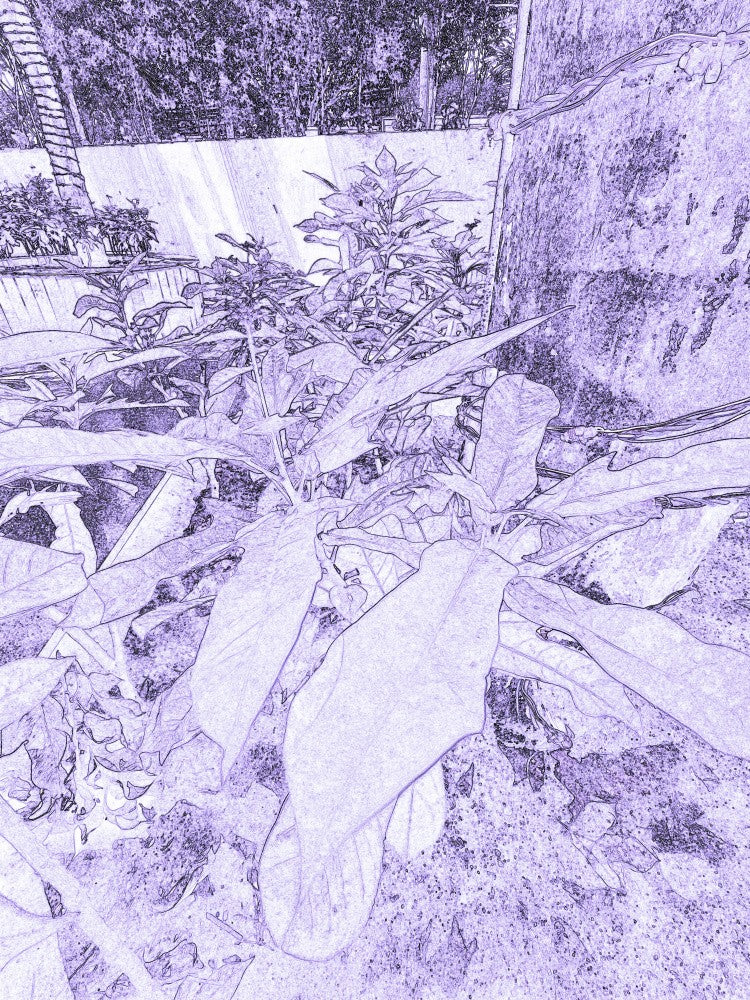 Verdant Sketching