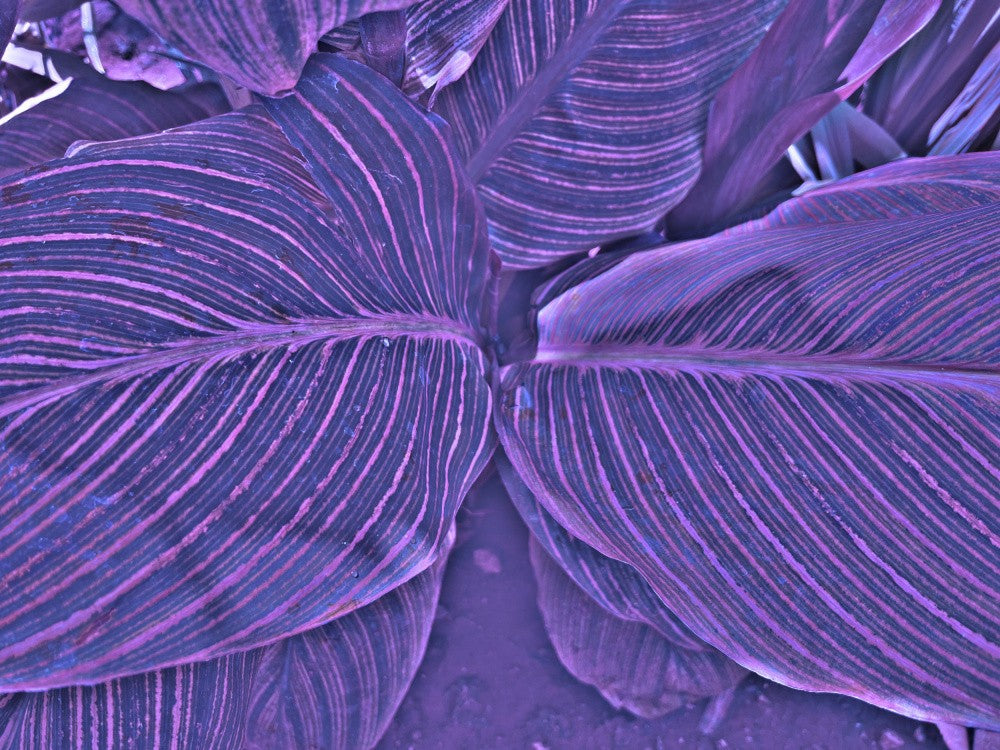 Purple Leaf Harmony