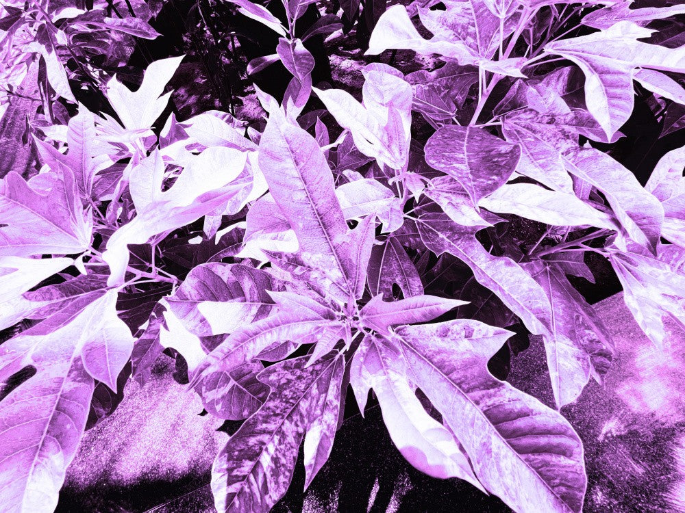 Violet Leaf Dream